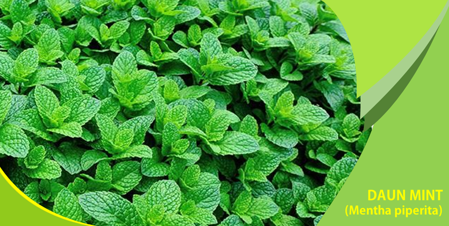 Redakan Sakit Tenggorokan dengan Daun Mint